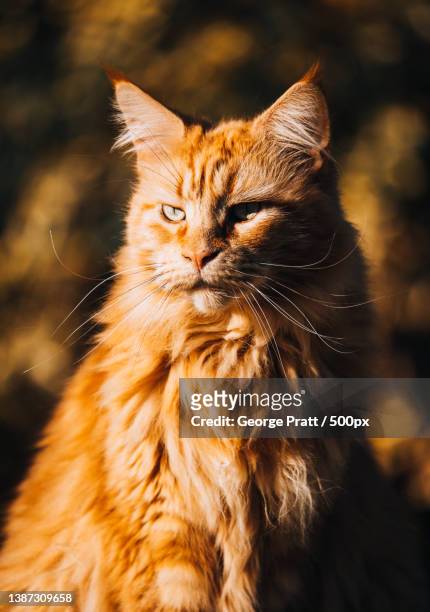 close-up of cat looking away - ginger cat stock pictures, royalty-free photos & images
