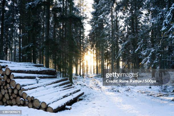 sun shining through snowy pines,trees on snow covered field during winter,koldingvej,billund,denmark - billund imagens e fotografias de stock