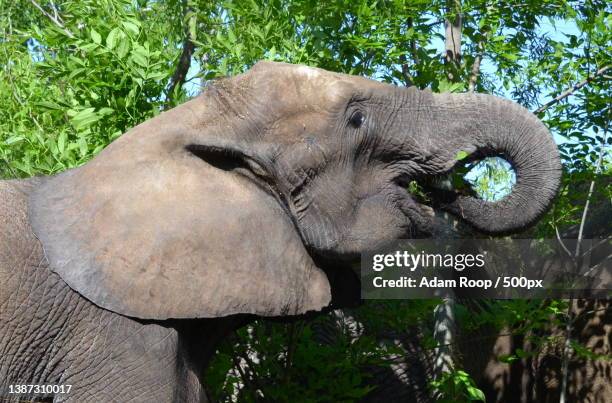 close-up of african desert elephant - desert elephant fotografías e imágenes de stock