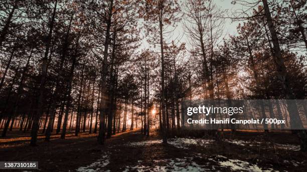 trees in forest during winter,konya,turkey - konya stock-fotos und bilder