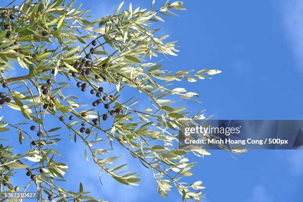 olive tree olea europaea,low angle view of tree against blue sky - olijfboom stockfoto's en -beelden