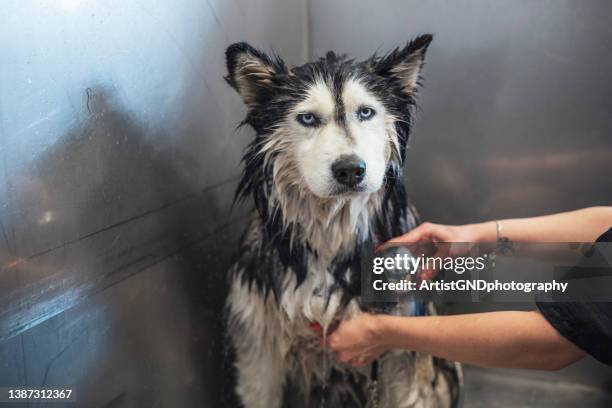 husky siberiano che viene lavato nel salone di toelettatura. - cane pelo nero foto e immagini stock