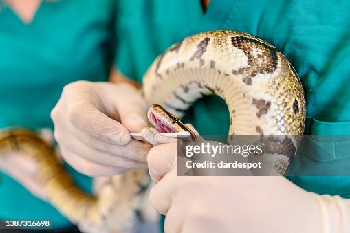 Veterinarian team examining python - snake Veterinarian team examining python - snake
