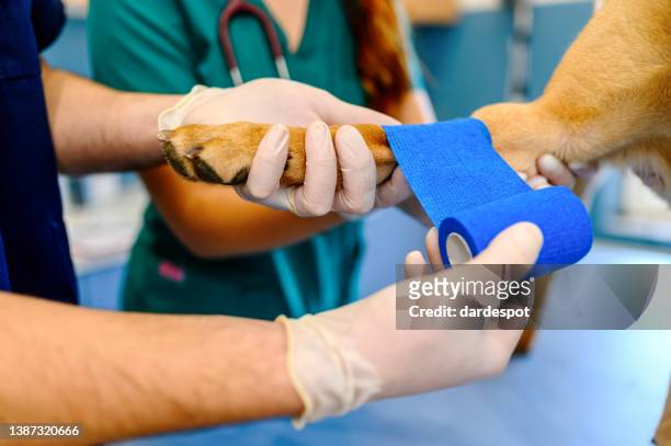 veterinarian is bandaging paw of the dog at the vet clinic - bandage stock pictures, royalty-free photos & images