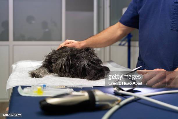 dog asleep on the veterinarian's gurney with his veterinarian nearby. - castration stockfoto's en -beelden