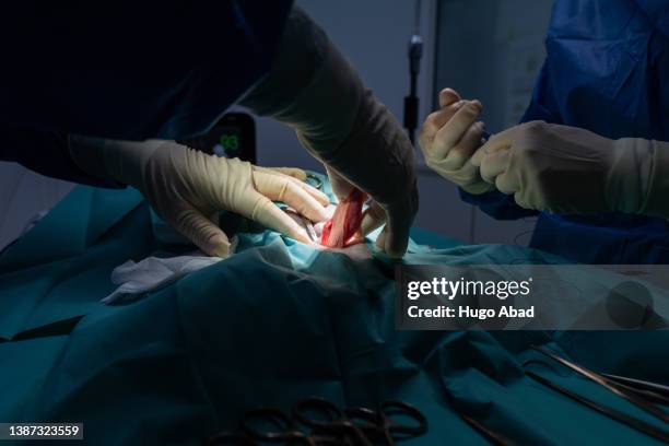 two veterinarians in an operation. - ovarios fotografías e imágenes de stock