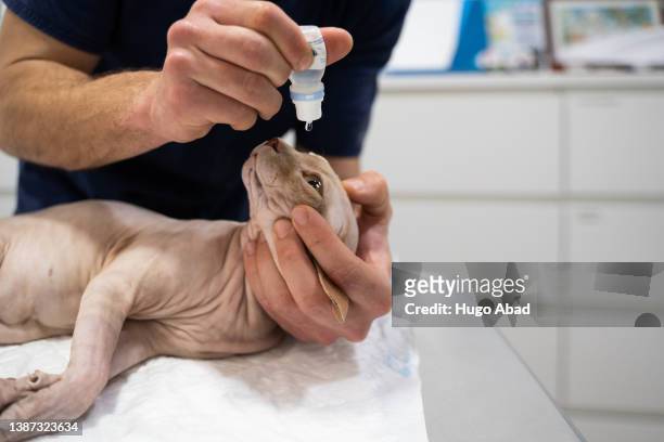 veterinarian injecting moisturizing drops into a cat. - cat eye stock pictures, royalty-free photos & images