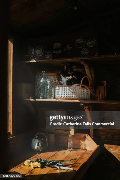 background image of a shed with sun shining through the window, illuminating a cat in a rattan basket and cut flowers - 猫 影 ストックフォトと画像