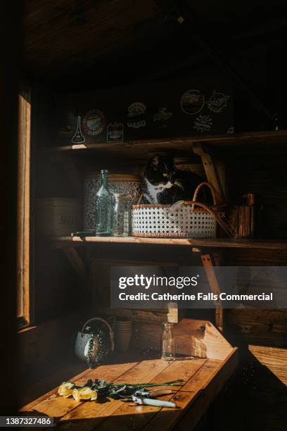 background image of a shed with sun shining through the window, illuminating a cat in a rattan basket and cut flowers - sun rays through window bildbanksfoton och bilder