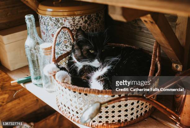 a young black and white cat rests in a basket on a shelf in a shed - garden shed stock-fotos und bilder