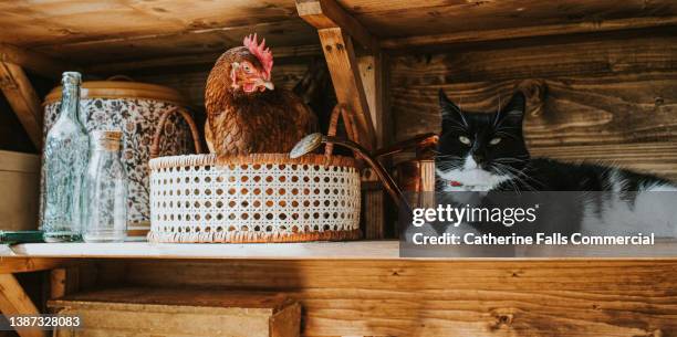 cute image of a relaxed cat lying on a shelf in a shed, while a curious chicken sitting in a rattan basket, looks over at the feline. an unlikely pair. - animal doméstico imagens e fotografias de stock