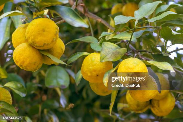 yuzu fruits in the tree, citrus junos, aromatic - yuzu stock pictures, royalty-free photos & images