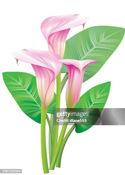 calla lily on a transparent background - calla lily stock illustrations