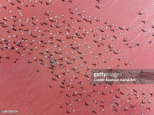 flock of flamingos flying above laguna colorada seen from an aerial point of view, bolivia - laguna colorada stock pictures, royalty-free photos & images