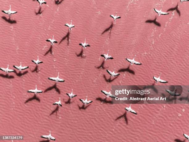 drone image close to flamingos flying over laguna colorada, bolivia - aerial photography stockfoto's en -beelden