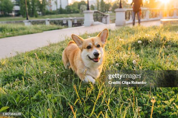energetic cute pembroke welsh corgi dog playing and walking in the park outdoors in juicy green grass near urban area - pembroke welsh corgi - fotografias e filmes do acervo