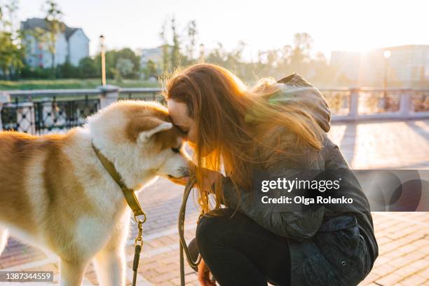 red-haired woman kneeling and face to face with akita inu dog in public park. side view - akita inu stock pictures, royalty-free photos & images