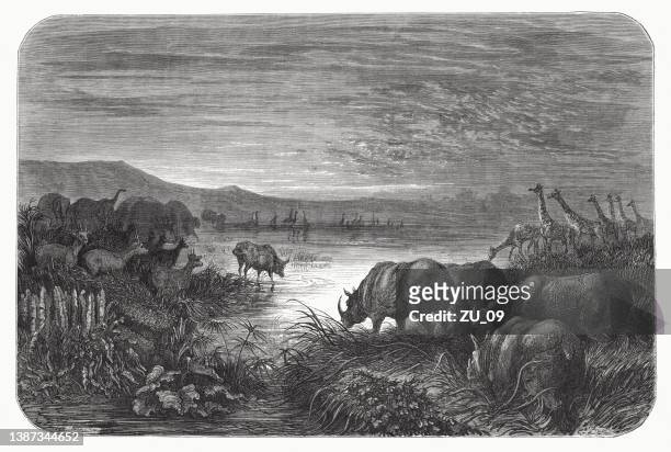 ein teich in afrika bei nacht, holzstich, veröffentlicht 1870 - antilope stock-grafiken, -clipart, -cartoons und -symbole