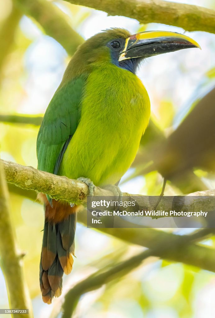 Emerald Toucanet