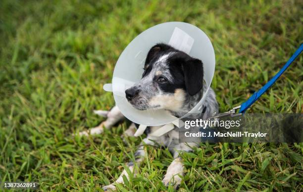 e-cone puppy - elizabethan collar stock pictures, royalty-free photos & images