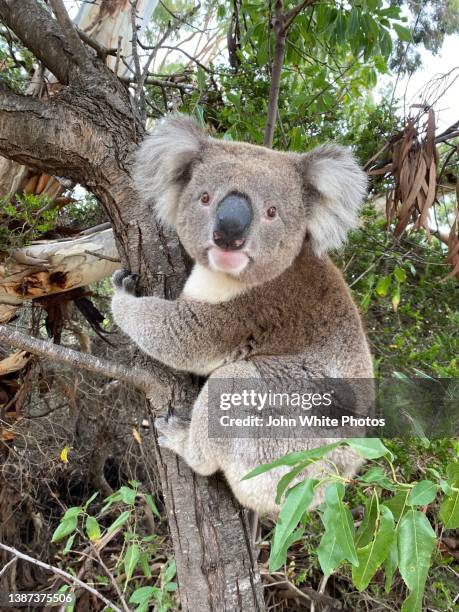 koala - australia koala stock pictures, royalty-free photos & images