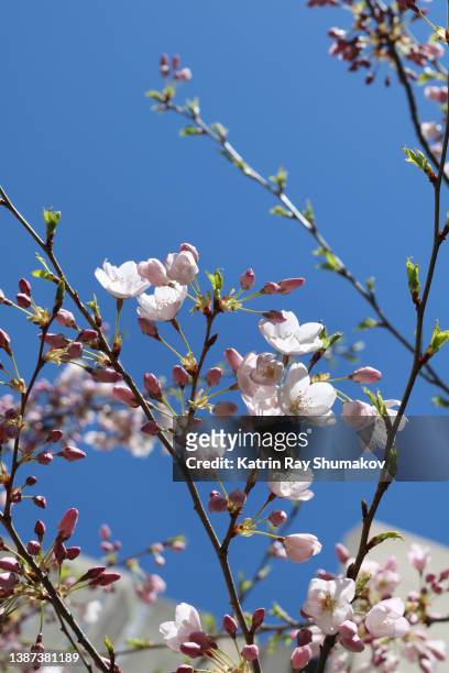 sakura blossoms - oriental cherry tree stock pictures, royalty-free photos & images