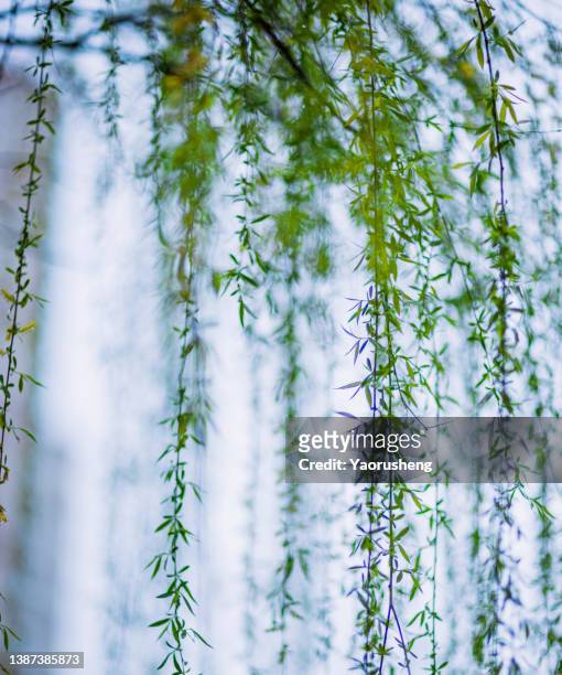spring willow in growth - weeping willow stock pictures, royalty-free photos & images