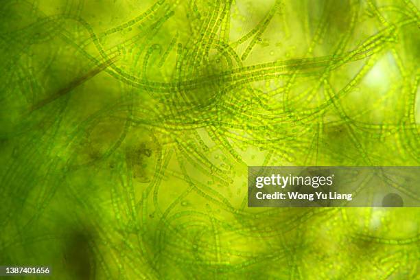 cyanobacteria under microscopic view - plankton stock pictures, royalty-free photos & images