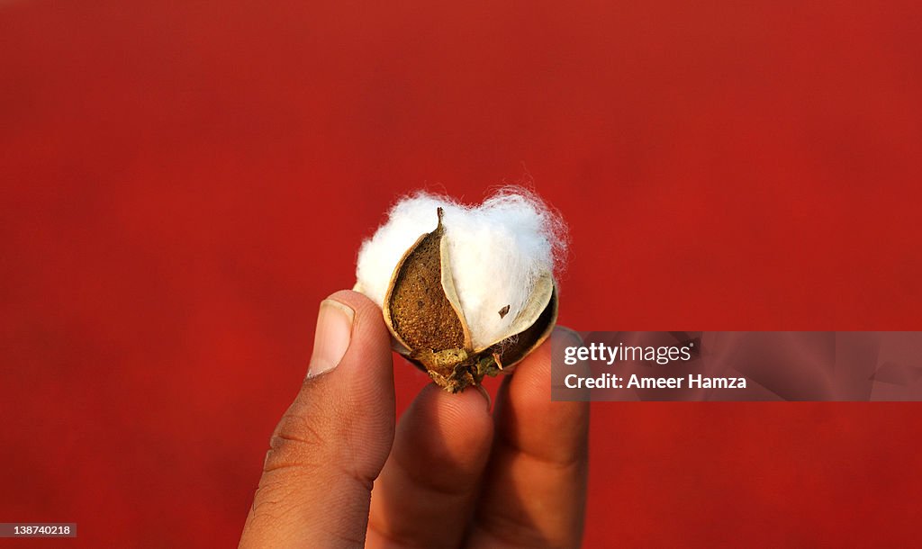 Human hand holding cotton bud