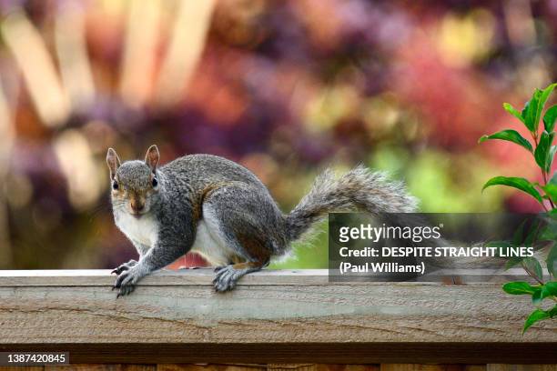 eastern gray squirrel (sciurus carolinensis) - eastern gray squirrel stock-fotos und bilder