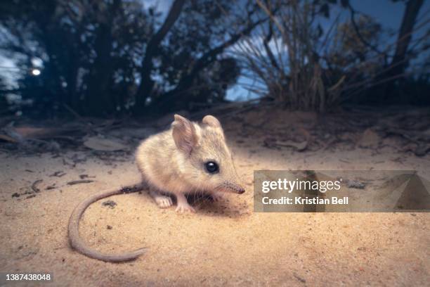 portrait of a wild, threatened sandhill dunnart (sminthopsis psammophila) from south australia - marsupiale foto e immagini stock