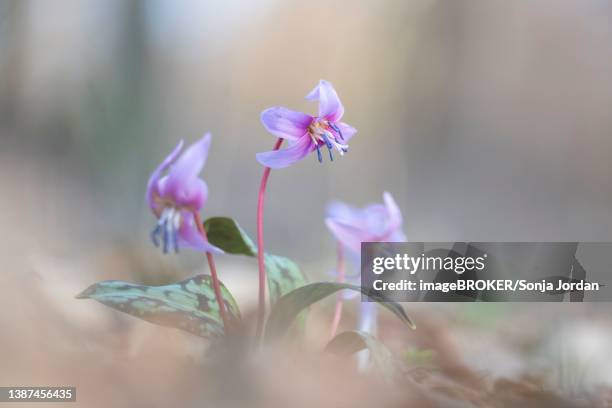 flowering dog's tooth violet (erythronium dens-canis), styria, austria - erythronium dens canis stock pictures, royalty-free photos & images