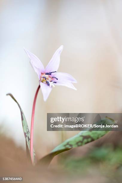 flowering dog's tooth violet (erythronium dens-canis), styria, austria - erythronium dens canis stock pictures, royalty-free photos & images