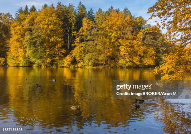 autumn morning at lake thal near graz, styria region, austria - thal austria stock-fotos und bilder