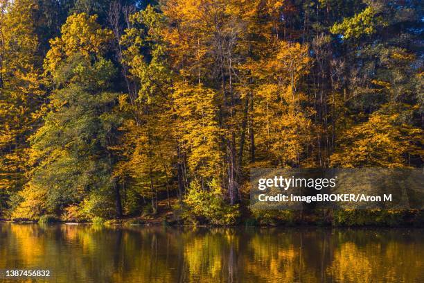 autumn morning at lake thal near graz, styria region, austria - thal austria stock-fotos und bilder