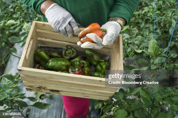 bell pepper harvest - orange bell pepper fotografías e imágenes de stock