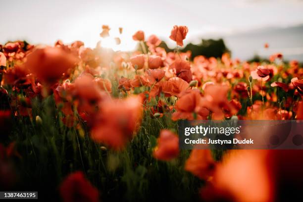Spring Day Poppy Sunset Poppy Photos and Premium High Res Pictures - Getty Images