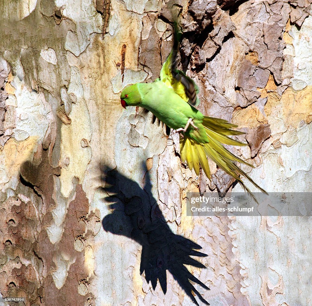 Parrot flying against cliff