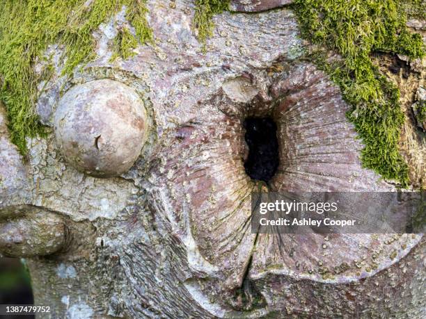 Carbuncle Trunk Carbuncle Photos and Premium High Res Pictures - Getty Images