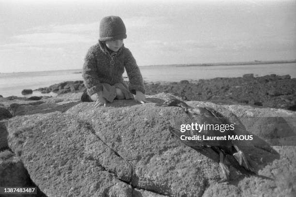 Oiseau mazouté sur un rocher à Portsall lors de la marée noire de l''Amoco Cadiz', le 21 mars 1978.