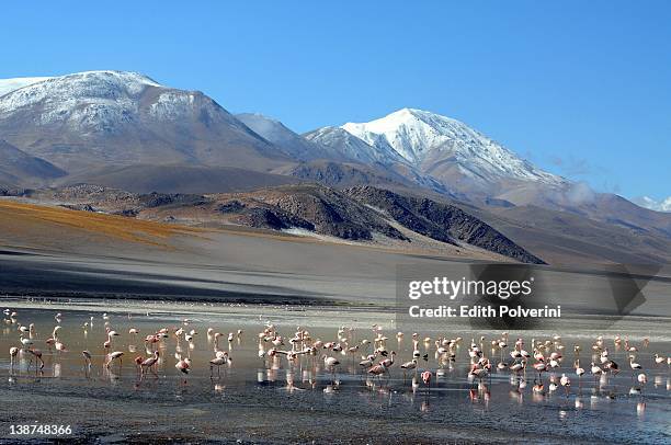 flamingos in puna - catamarca stock pictures, royalty-free photos & images