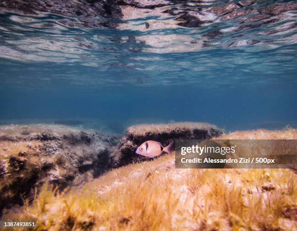 dive with a friend,woman swimming in sea,tavolara,italy - tavolara foto e immagini stock