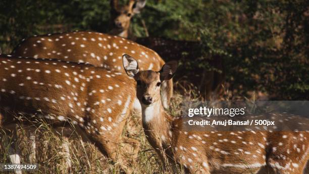 i like deer theyre kinda cool,portrait of axis deer standing on field,ranthambore national park,rajasthan,india - spotted deer stock pictures, royalty-free photos & images