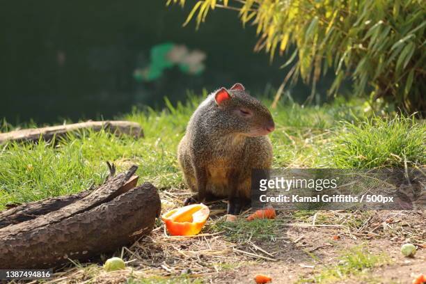 close-up of squirrel eating food on field - agouti animal stock pictures, royalty-free photos & images