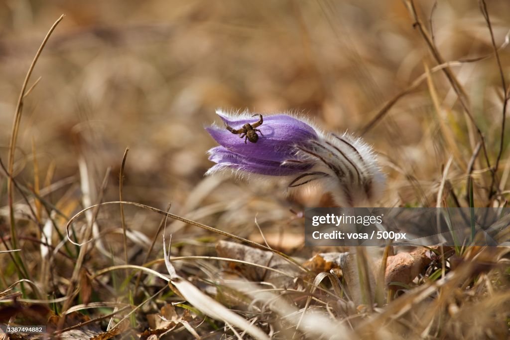 Spider on the greater pasque flower