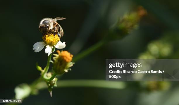 bee on wild flower- abeja en flor silvestre,close-up of bee pollinating on flower,san felipe,chile - fauna silvestre stock-fotos und bilder
