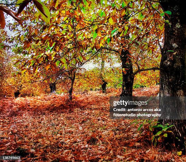 chestnuts leaves - cortegana fotografías e imágenes de stock