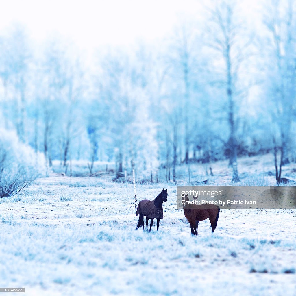 Horses and frost