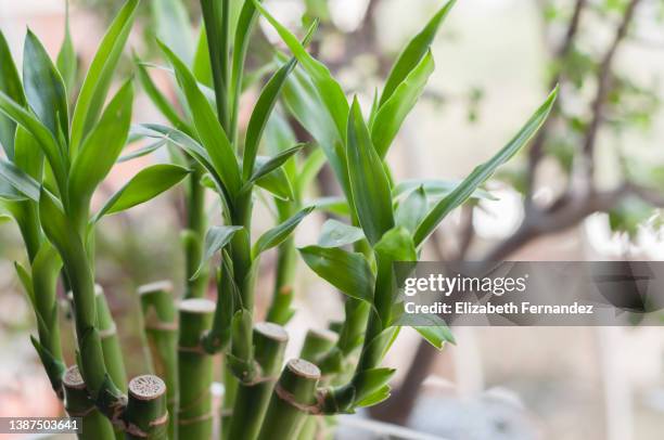lucky bamboo (dracaena sanderiana) plant in a vase at home - lucky bamboo indoors stock pictures, royalty-free photos & images