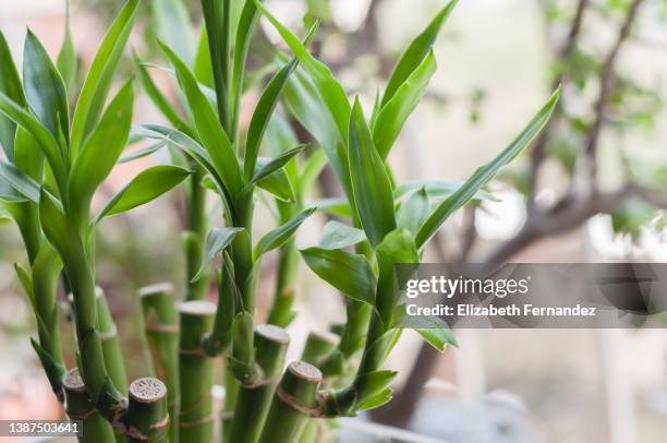 lucky bamboo (dracaena sanderiana) plant in a vase at home - dracaena stock pictures, royalty-free photos & images